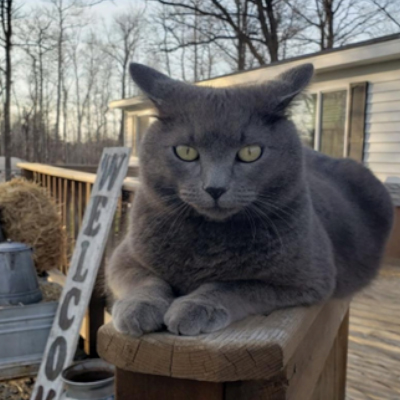 Cat thumbnail