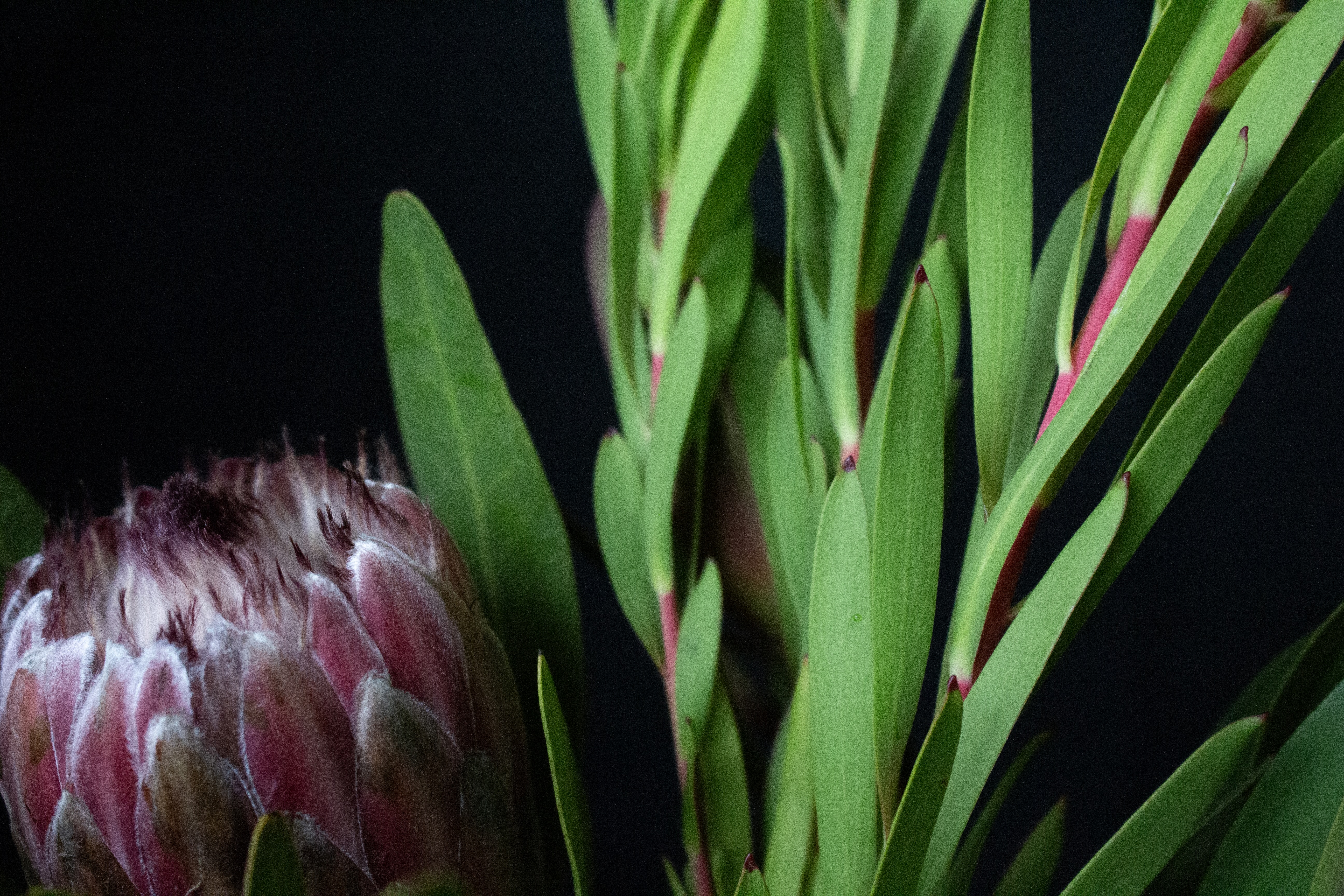 floral photograph